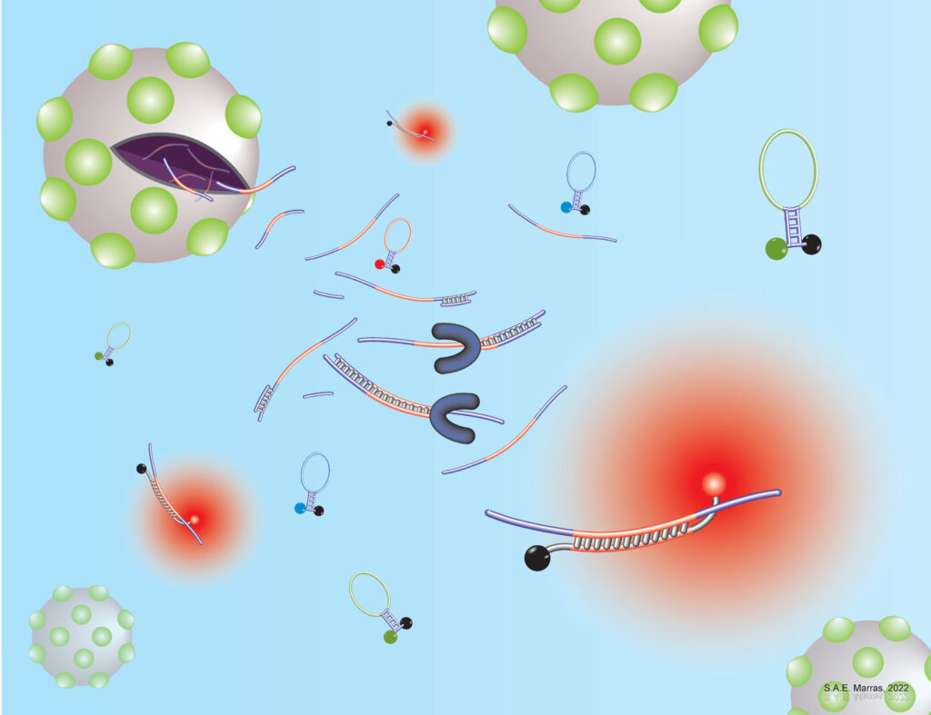 Multicolor molecular beacon RT-PCR assay for the detection of COVID19 variants